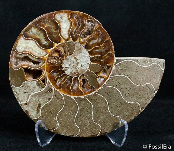 Inch Split Ammonite (Half) #3028